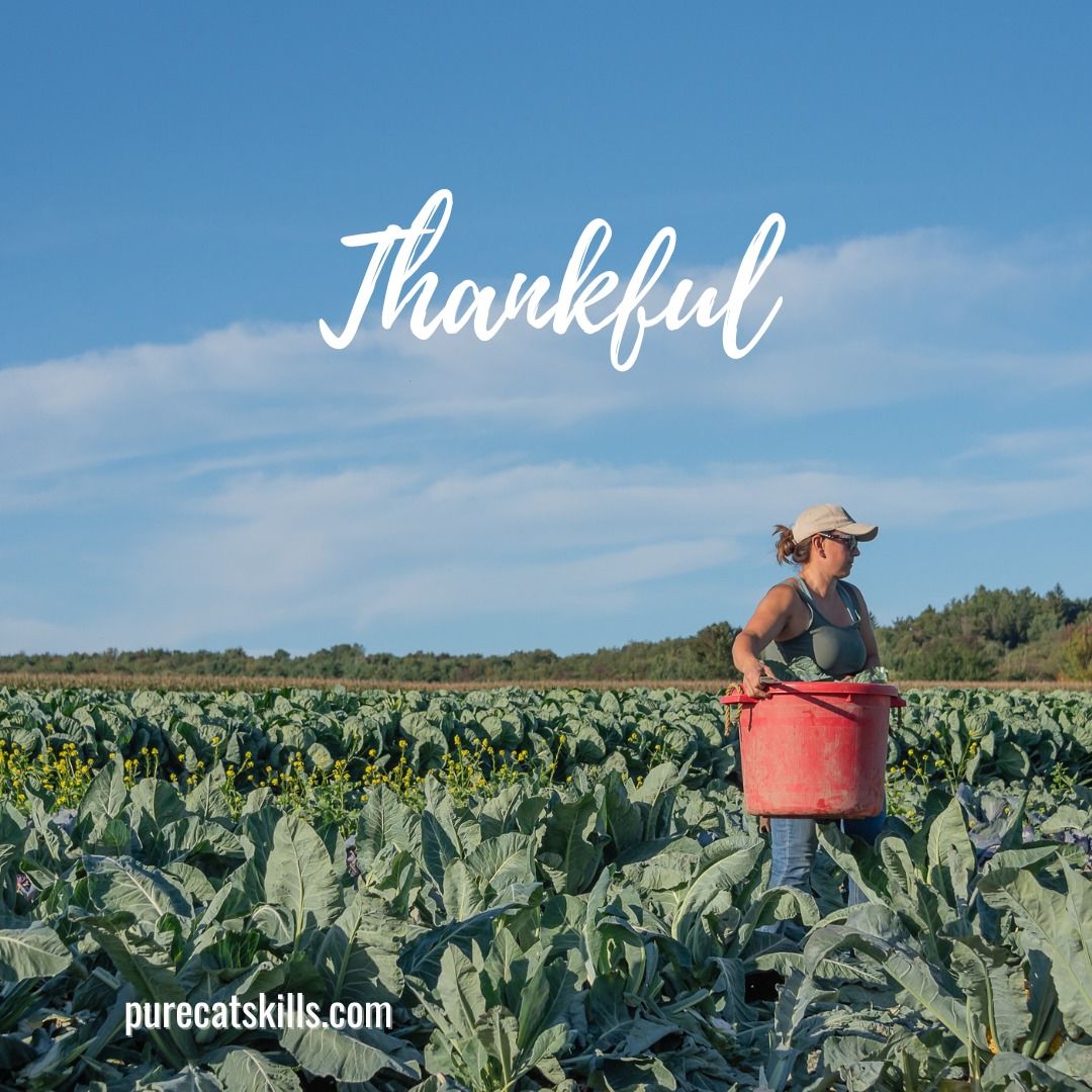 This season, we’re especially grateful for our Pure Catskills members, the farmers, producers, makers, and small businesses who keep our communities vibrant all year long. From the food on our tables to the gifts we share and the traditions we cherish, everything begins with you. Thank you for your commitment, your hard work, and for being such an essential part of what makes the Catskills so special. Wishing you and yours a joyful, peaceful, and delicious Thanksgiving!
#PureCatskills #BuyFresh #BuyLocal #ShopLocalpurecatskills.com