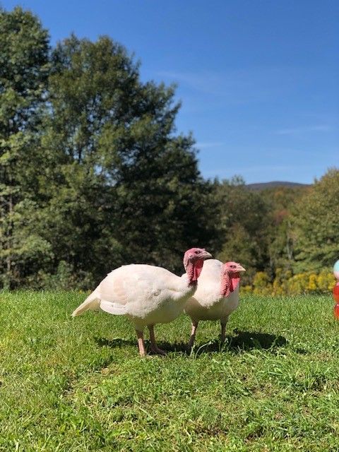 Whether you're planning a cozy family dinner or a full-on holiday feast, there’s nothing quite like a locally raised, farm-fresh turkey to bring everyone to the table. Choosing local means supporting hardworking farm families, and getting the absolute best in quality and taste. Now’s the perfect time to reserve your bird for the holidays (they go fast!), or find delicious turkey cuts for everyday meals such as ground turkey, sausages, and more. Pair it with other farm-fresh sides from the region and you’ve got a meal that truly honors the harvest season.
#PureCatskills #BuyFresh #BuyLocal